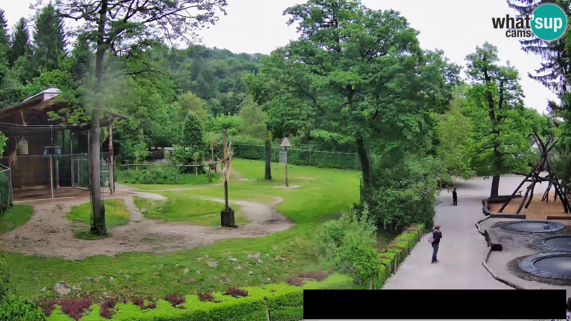 Webcam Zoo Ljubljana – Giraffen