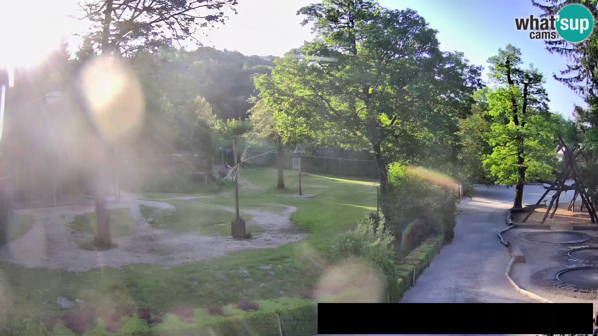 Webcam Zoo Ljubljana – Giraffes