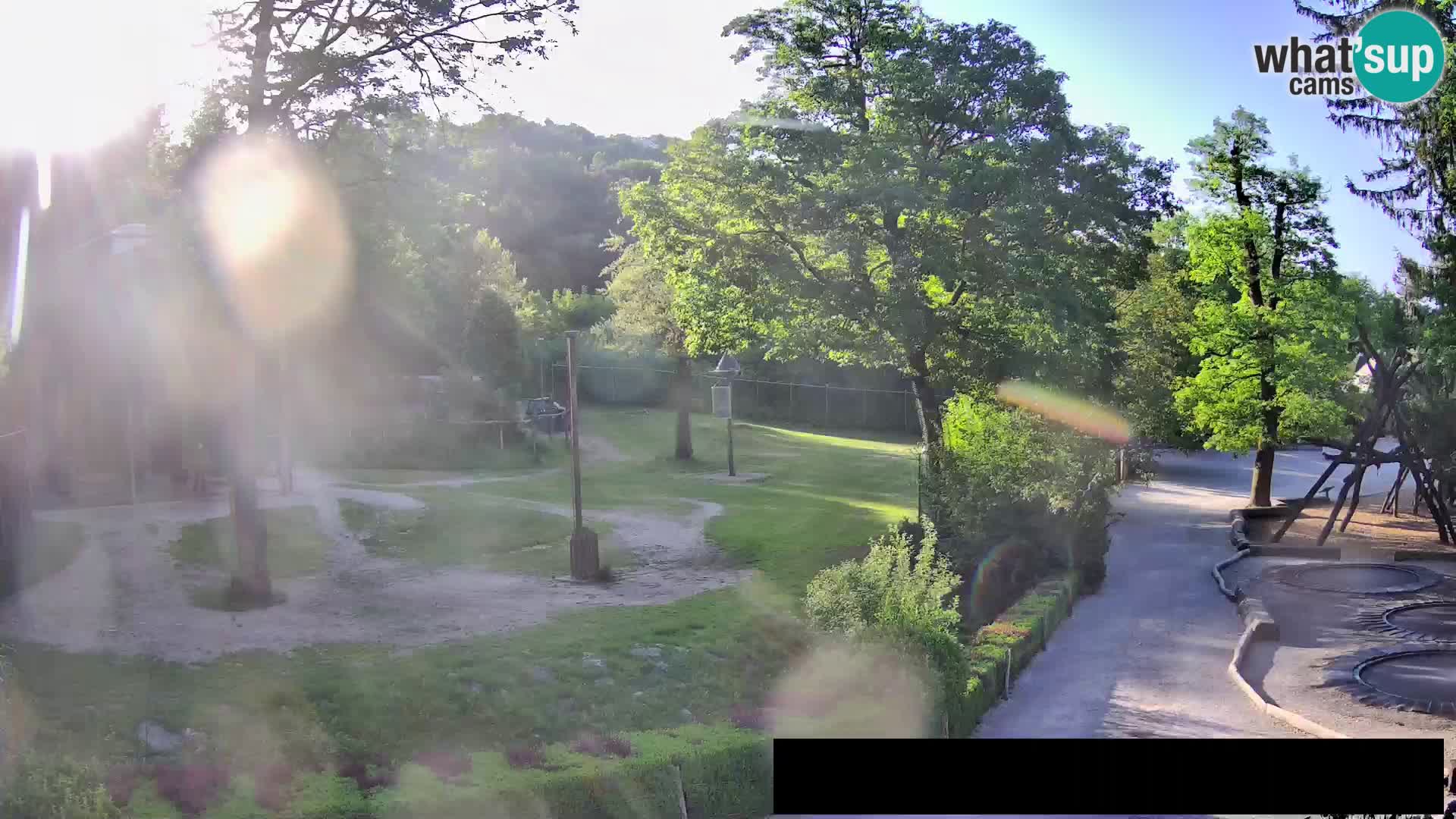 Webcam Zoo Ljubljana – Giraffen