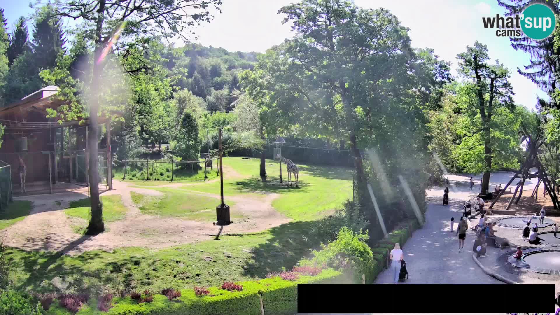Webcam Zoo Ljubljana – Giraffes