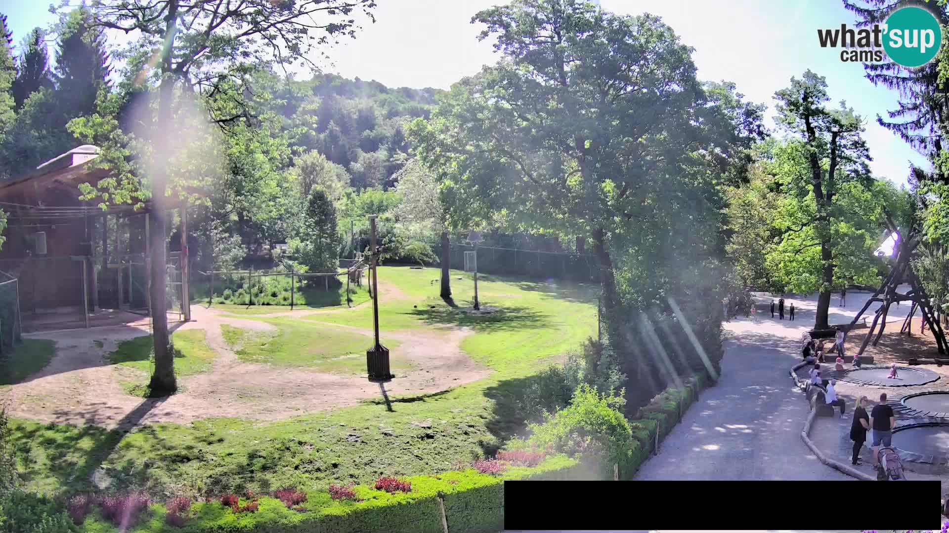 Webcam Zoo Ljubljana – Giraffen