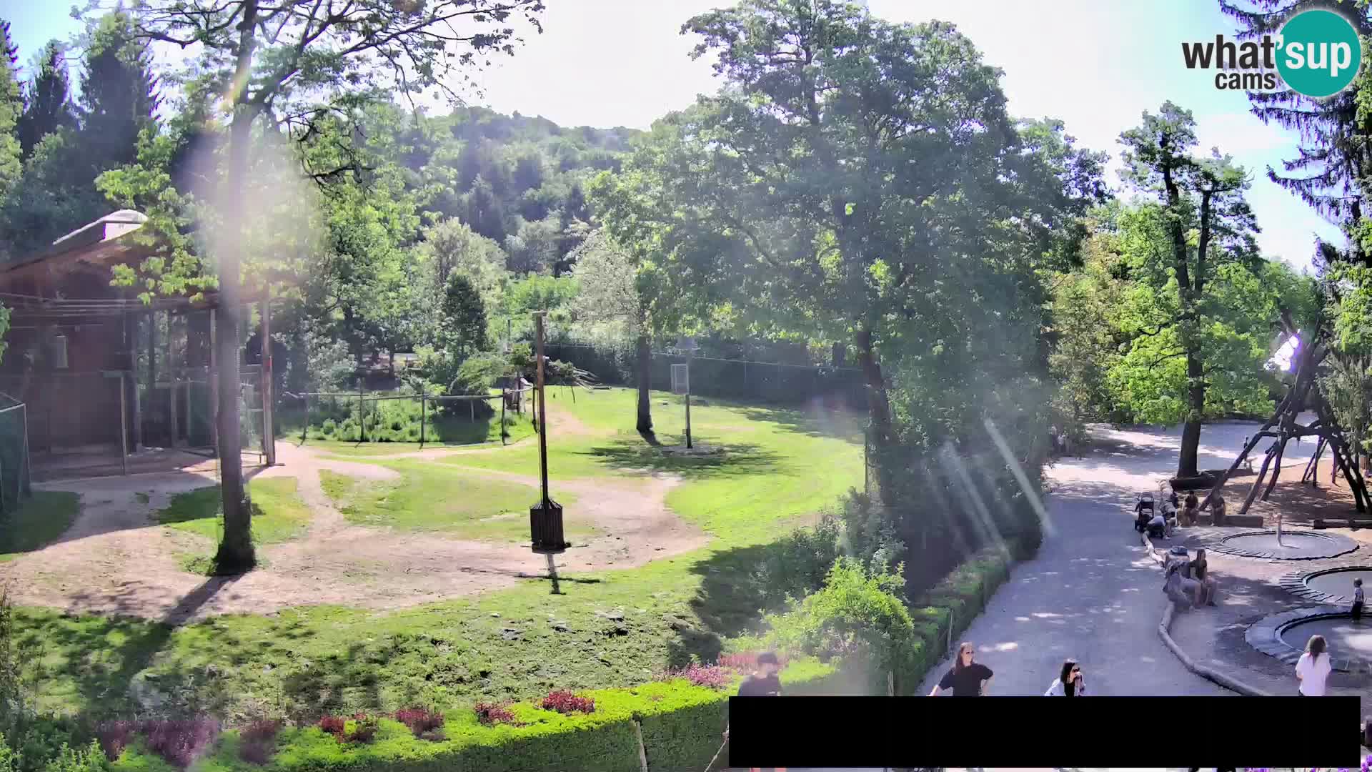 Webcam live Zoo Lubiana – Giraffe