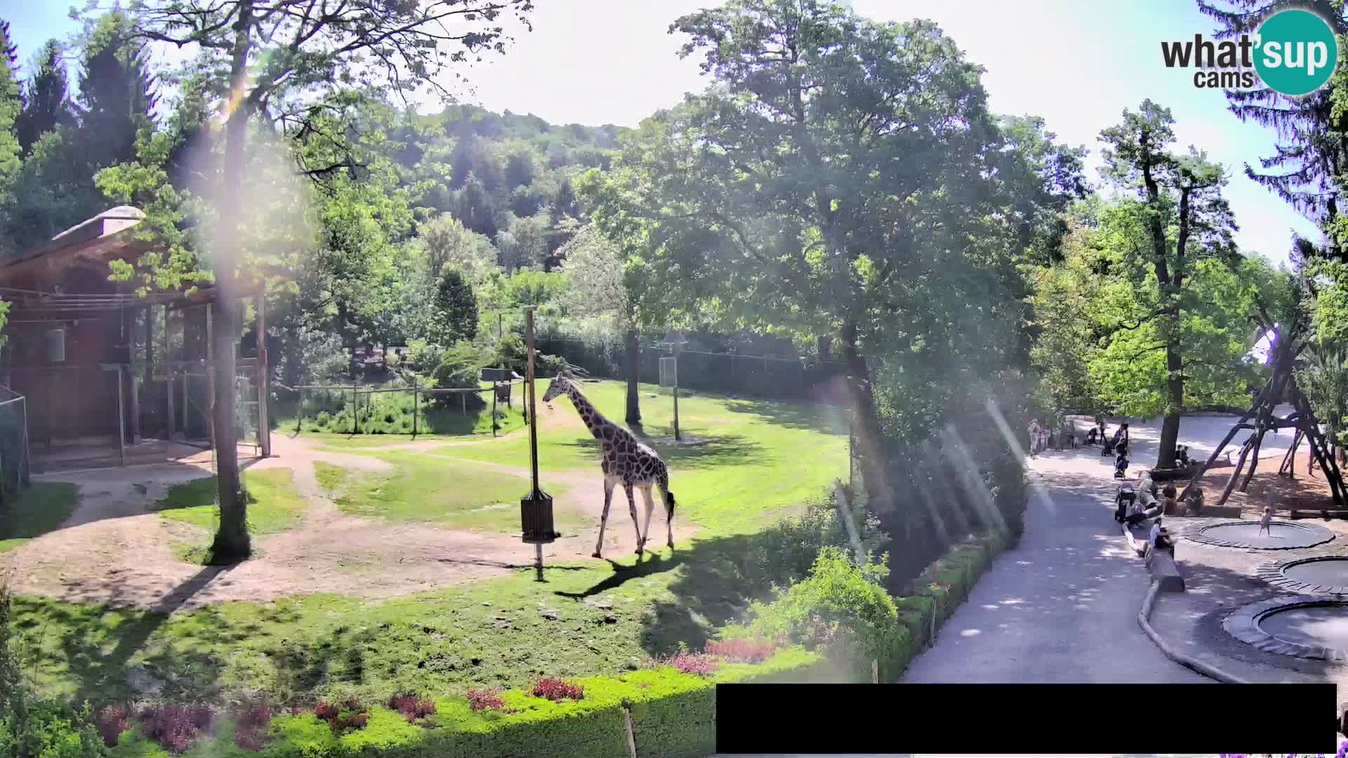 Webcam Zoo Ljubljana – Jirafas