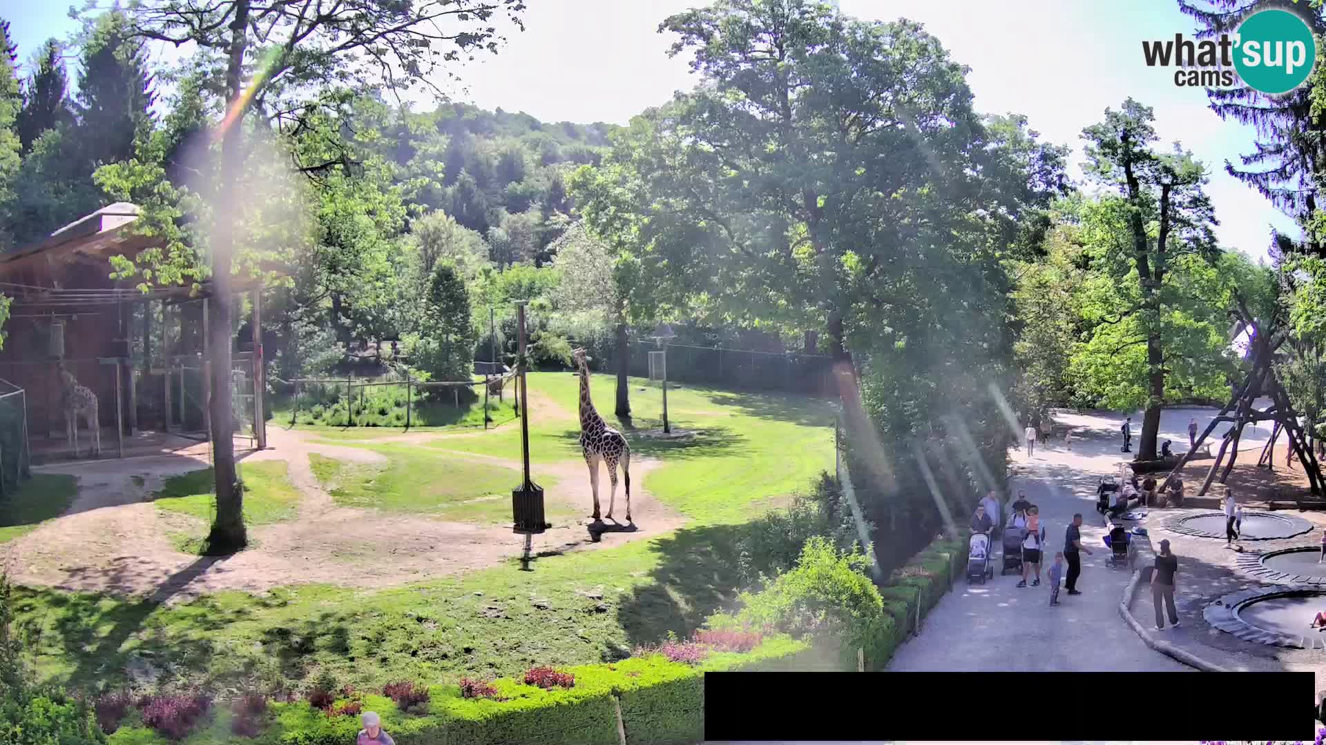 Webcam Zoo Ljubljana – Giraffen