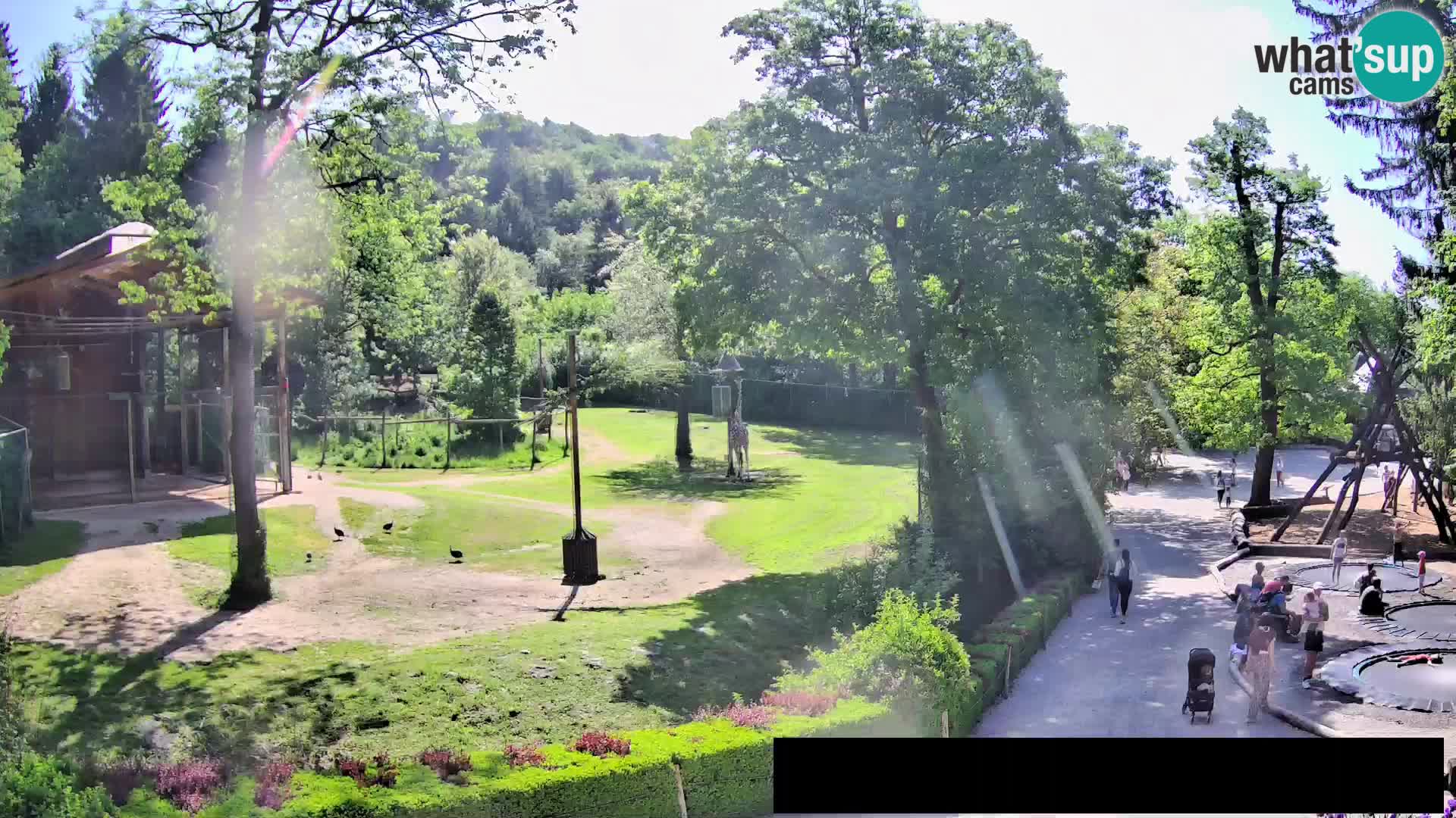 Webcam live Zoo Lubiana – Giraffe