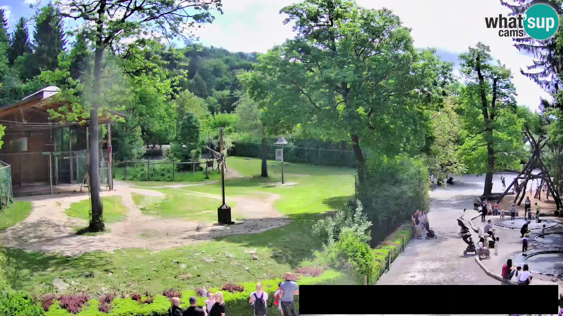 Web kamera Zoo Ljubljana – Žirafe