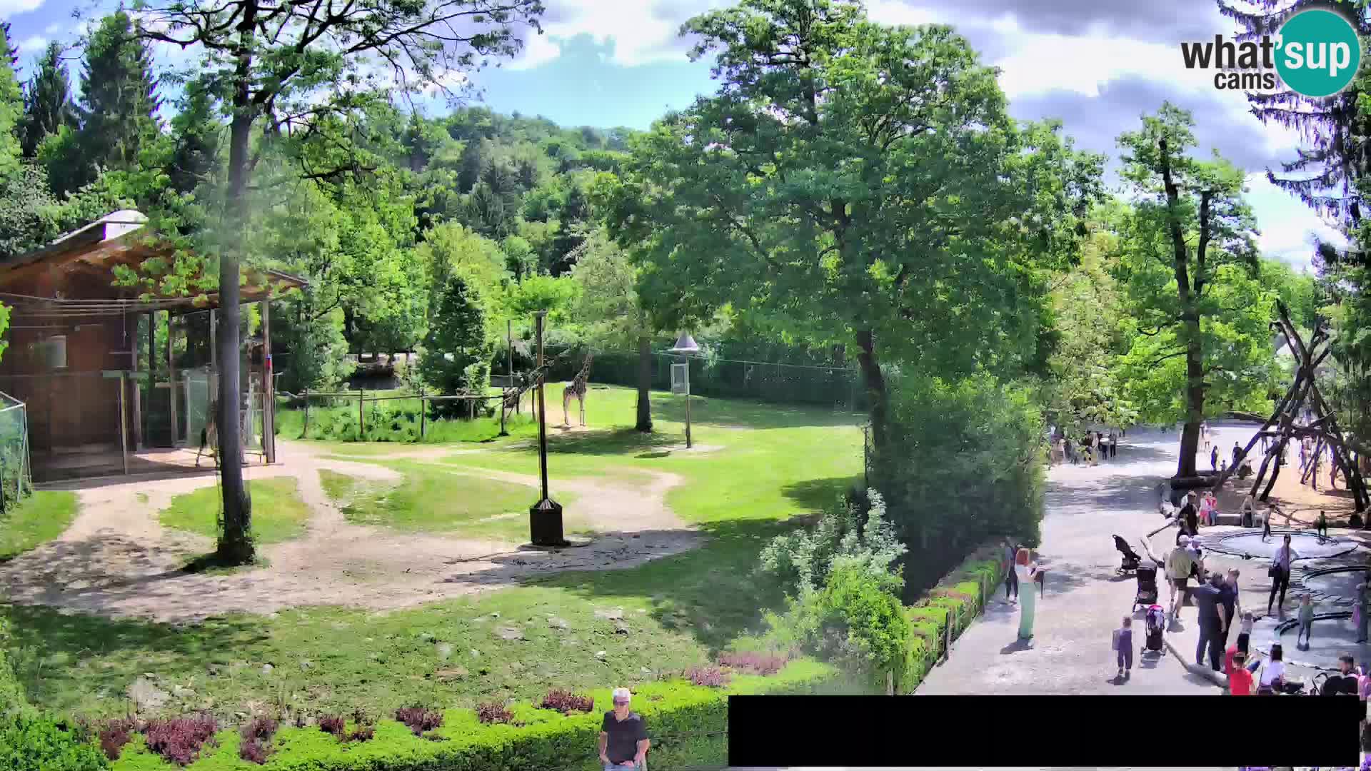 Webcam Zoo Ljubljana – Giraffes