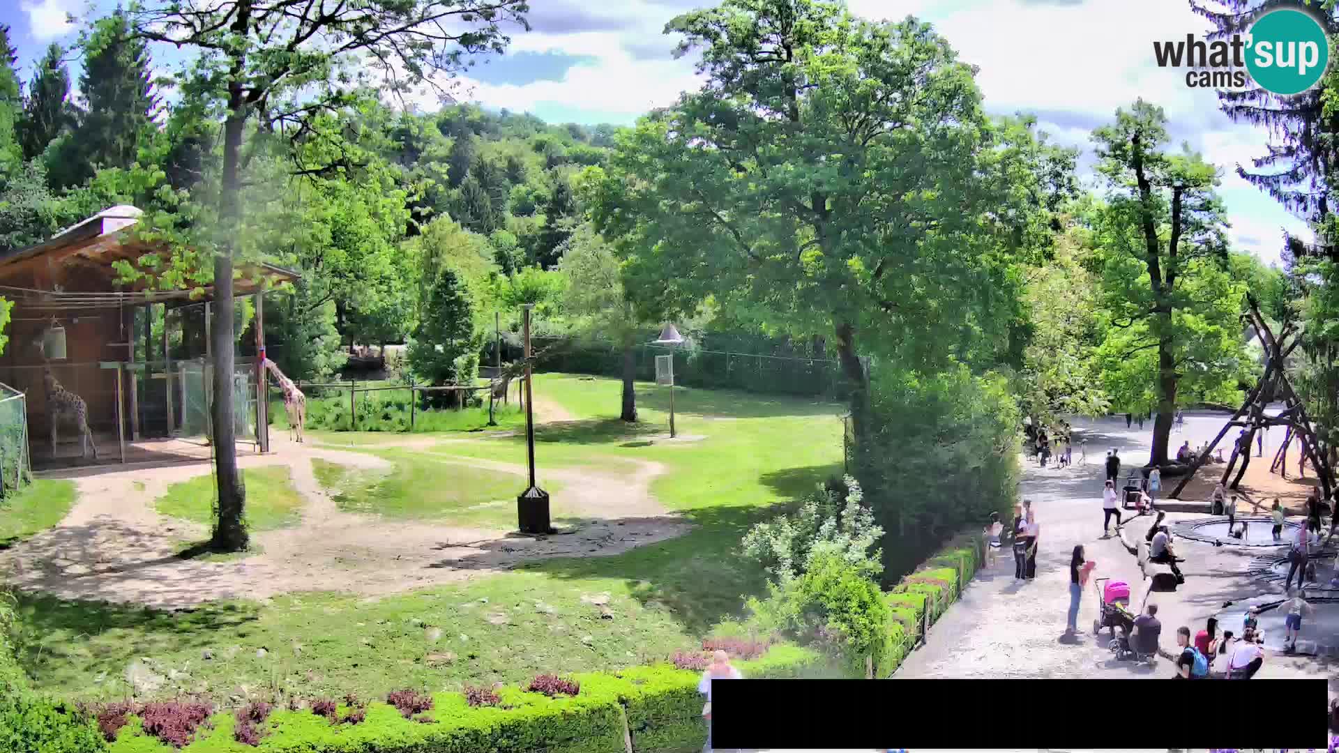 Webcam Zoo Ljubljana – Giraffes