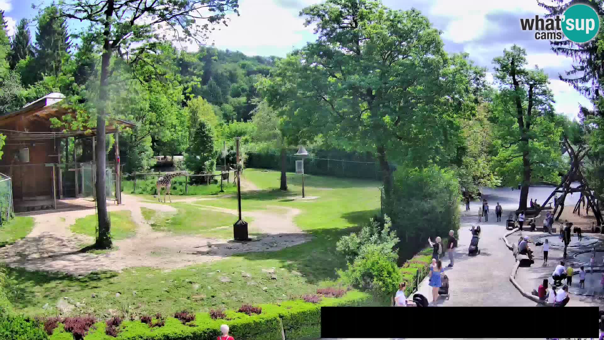 Webcam Zoo Ljubljana – Giraffen
