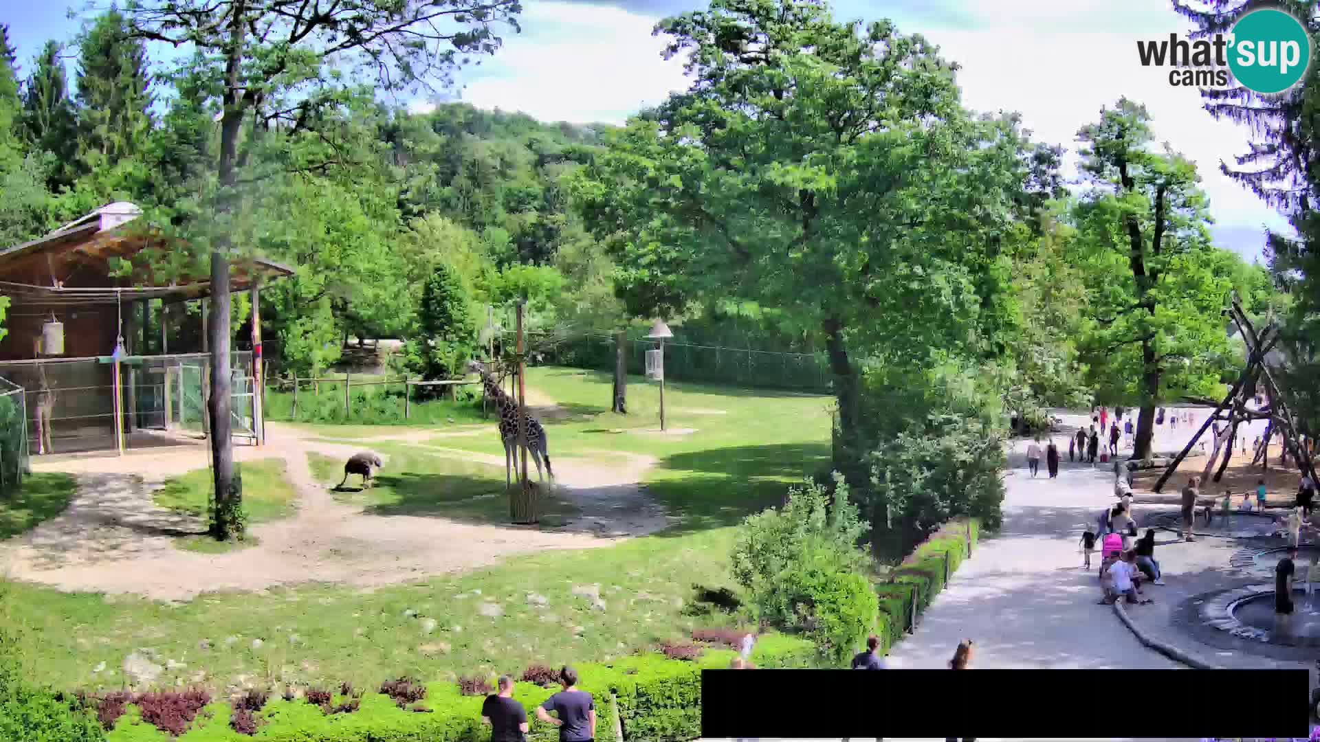 Webcam Zoo Ljubljana – Giraffes