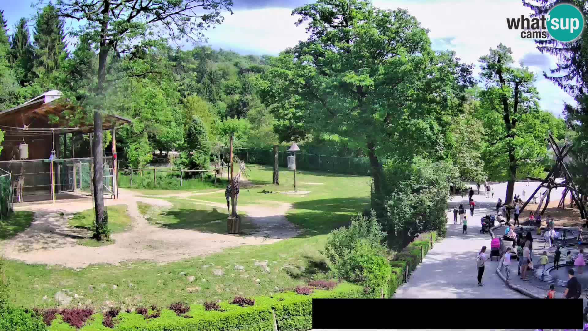 Web kamera Zoo Ljubljana – Žirafe