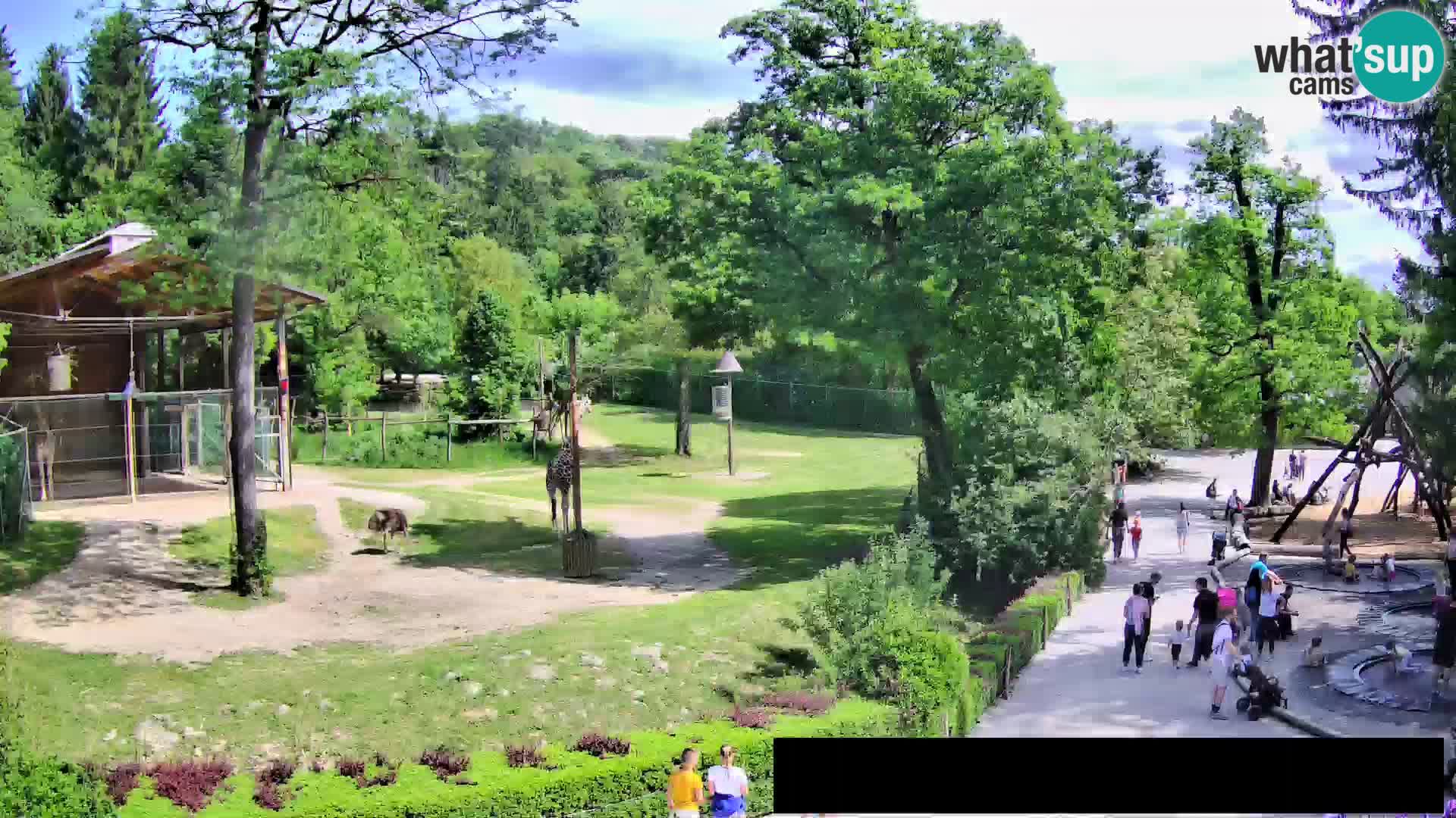 Webcam live Zoo Lubiana – Giraffe