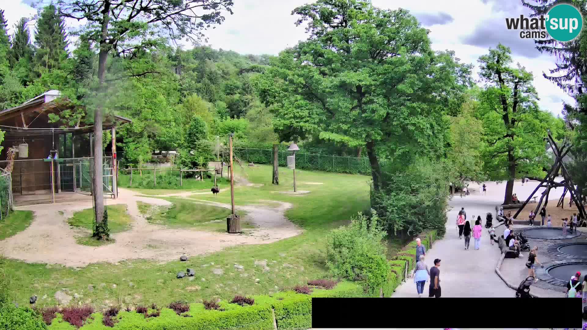 Webcam live Zoo Lubiana – Giraffe