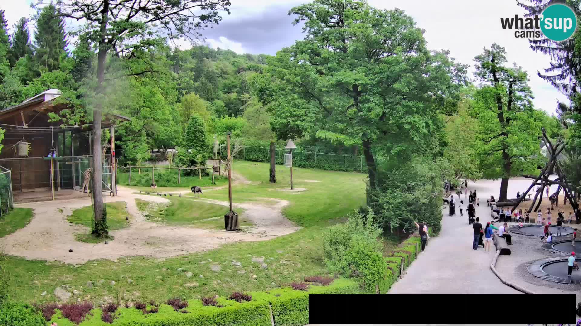 Webcam live Zoo Lubiana – Giraffe