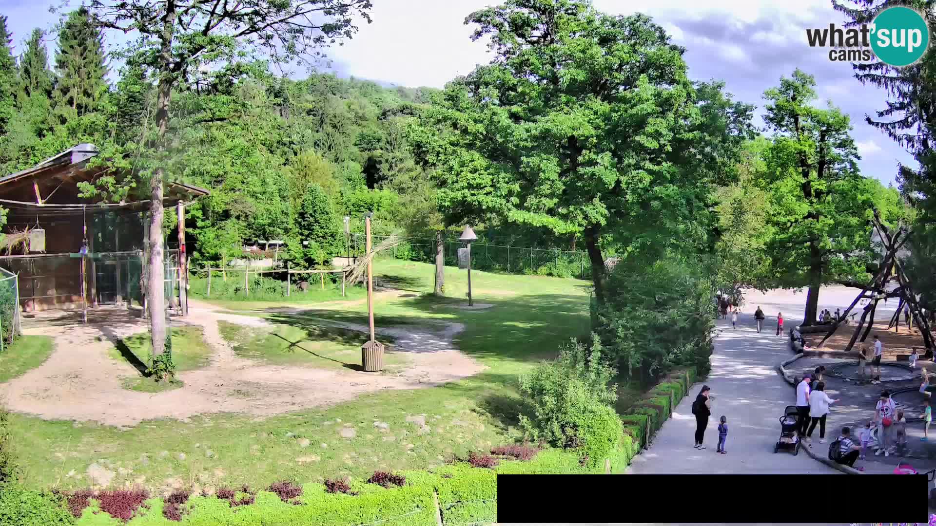Webcam live Zoo Lubiana – Giraffe