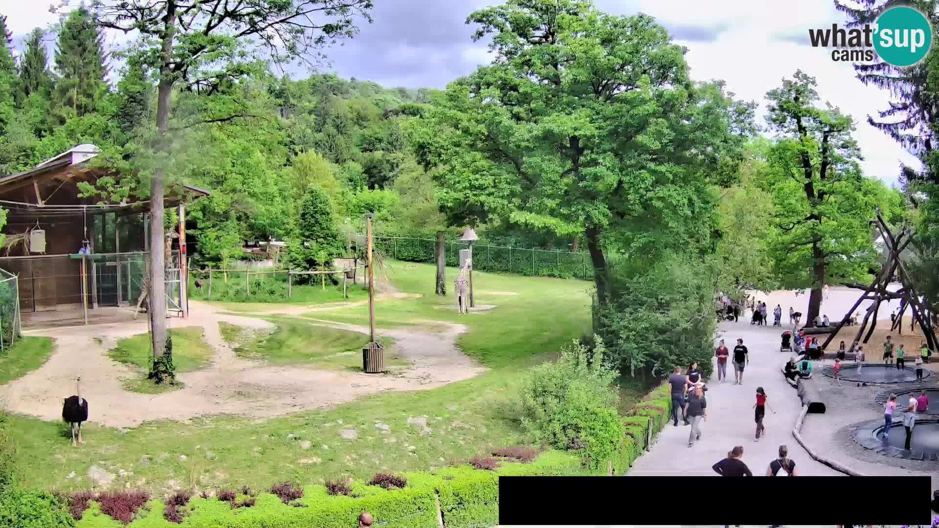 Webcam Zoo Ljubljana – Giraffen