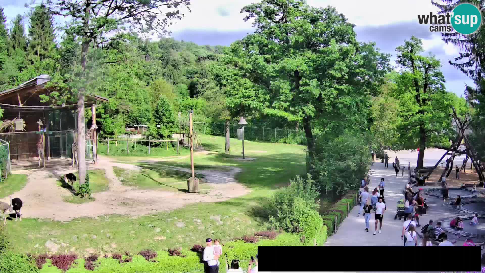 Webcam Zoo Ljubljana – Giraffen