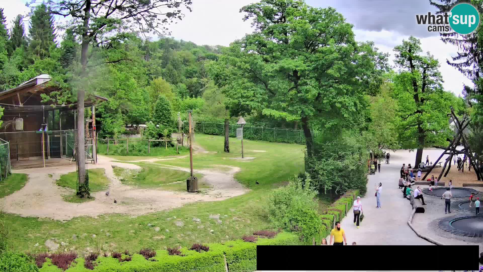 Webcam Zoo Ljubljana – Giraffes