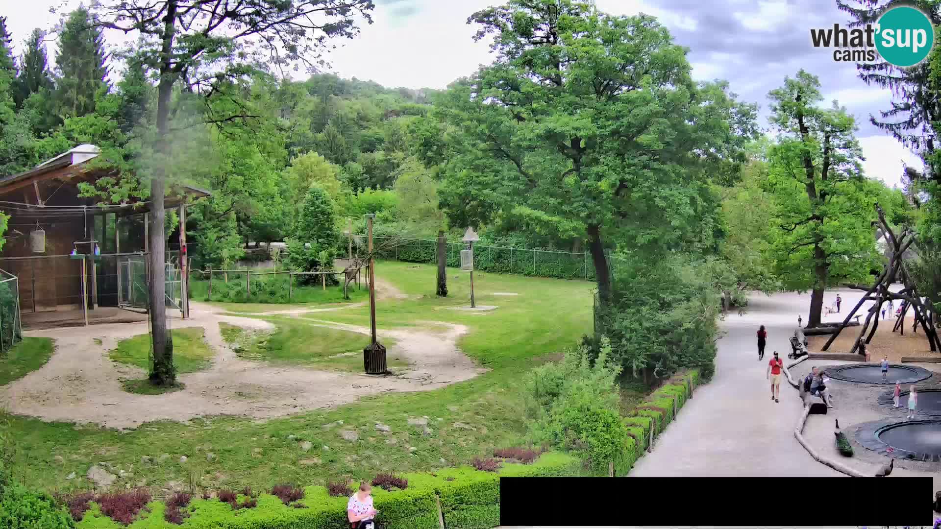 Webcam Zoo Ljubljana – Jirafas