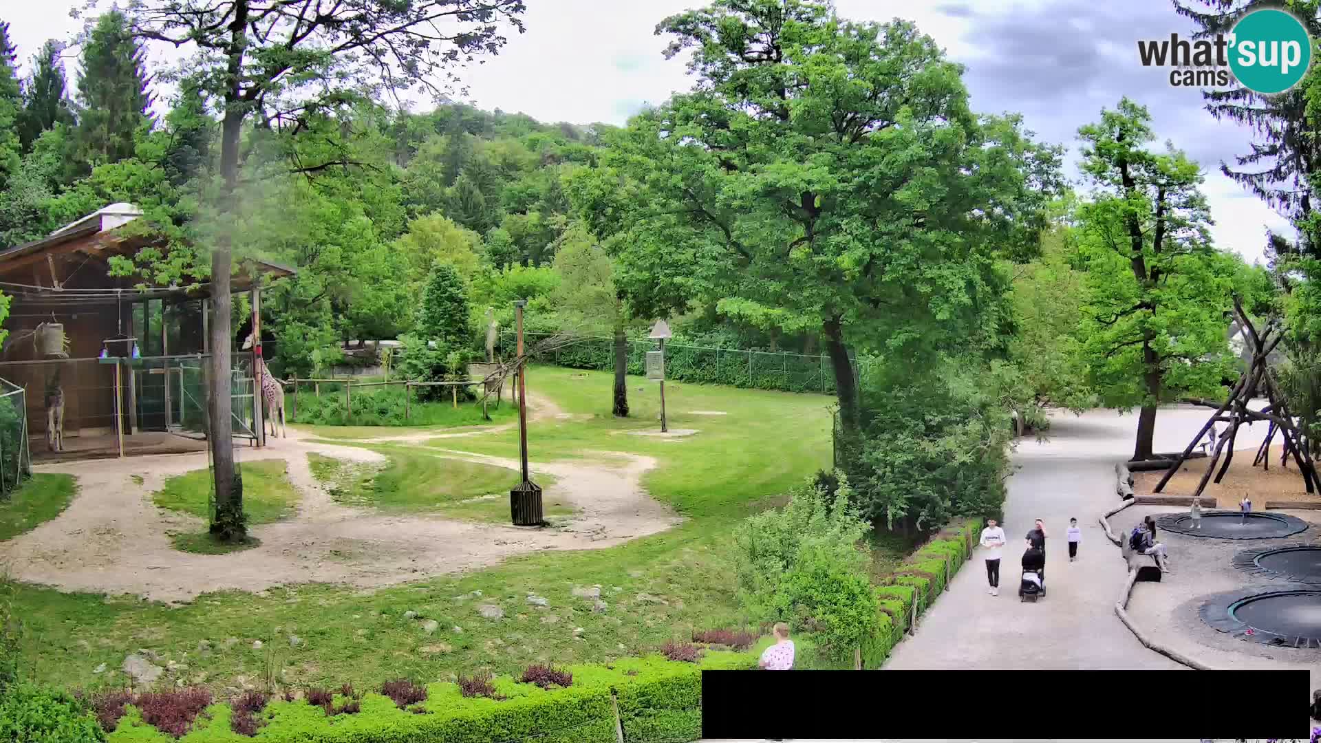 Spletna kamera Živalski vrt Ljubljana – Žirafe