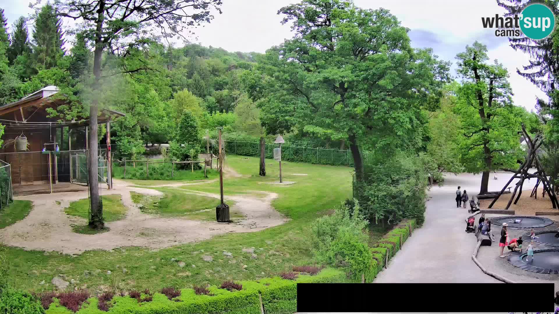 Webcam Zoo Ljubljana – Giraffes