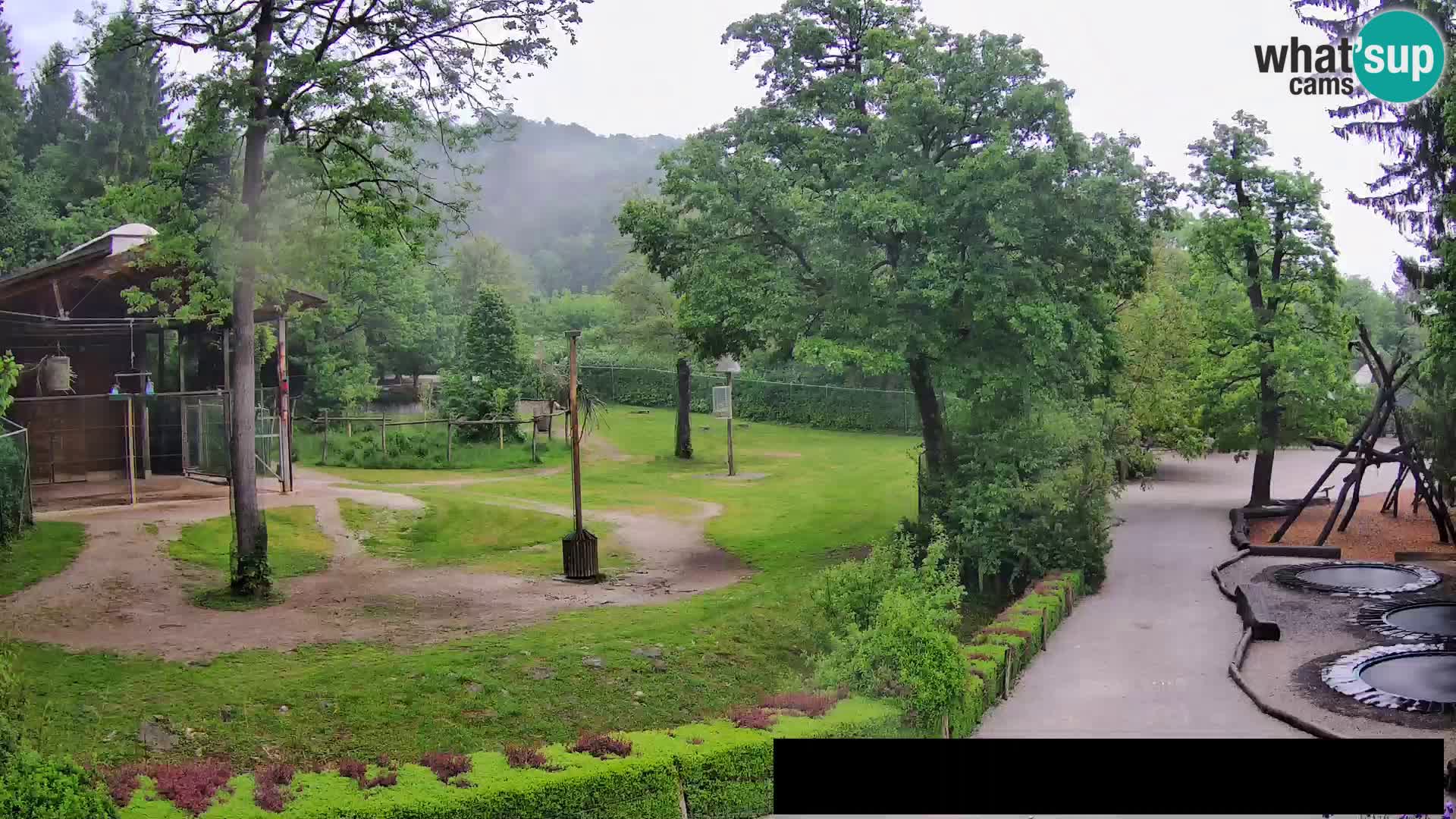 Webcam Zoo Ljubljana – Jirafas