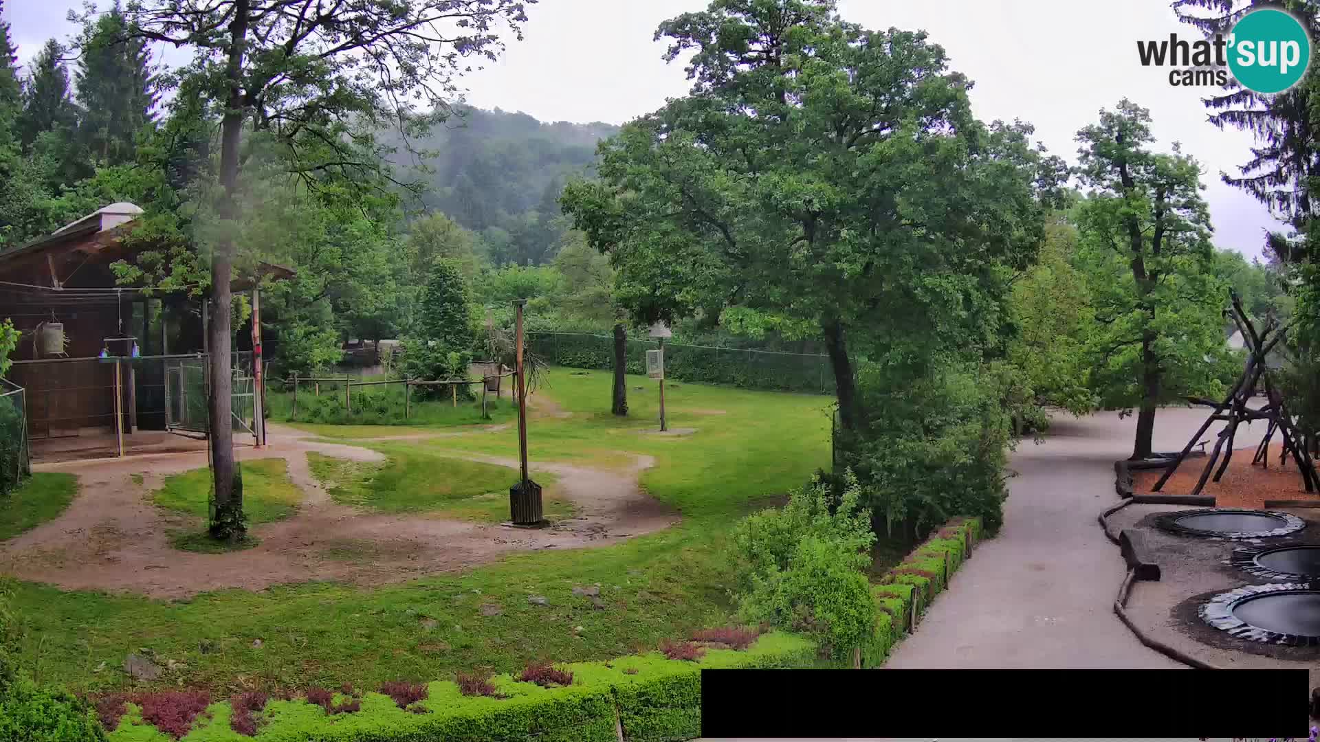 Webcam Zoo Ljubljana – Giraffes