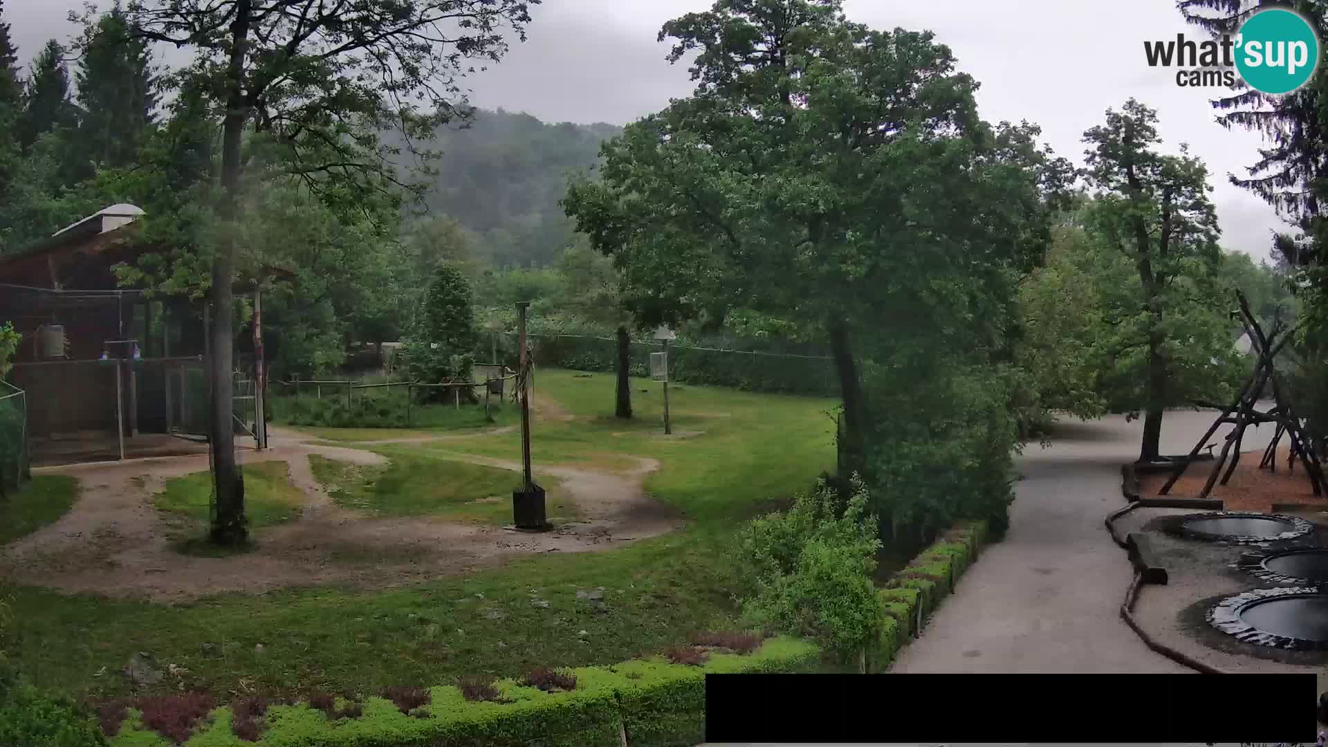 Webcam Zoo Ljubljana – Giraffes