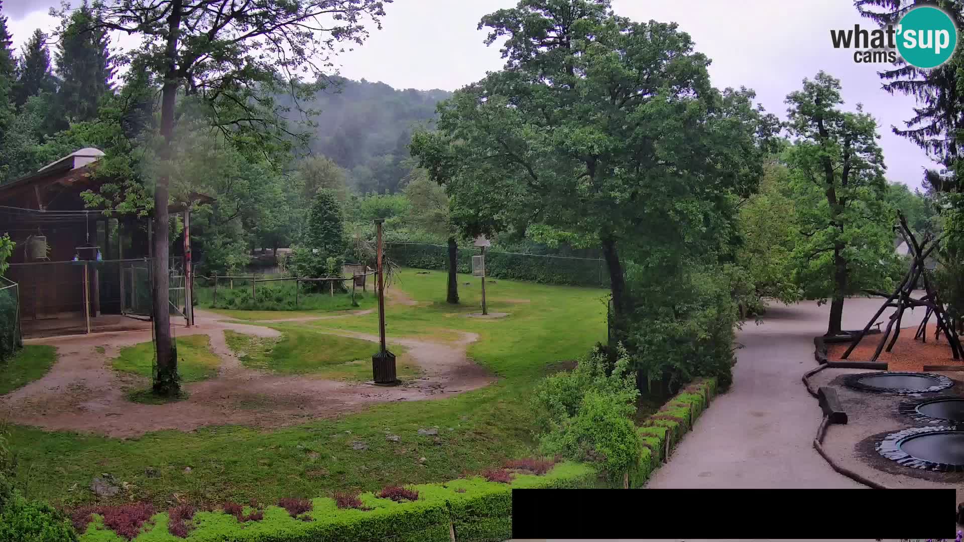 Webcam Zoo Ljubljana – Giraffes