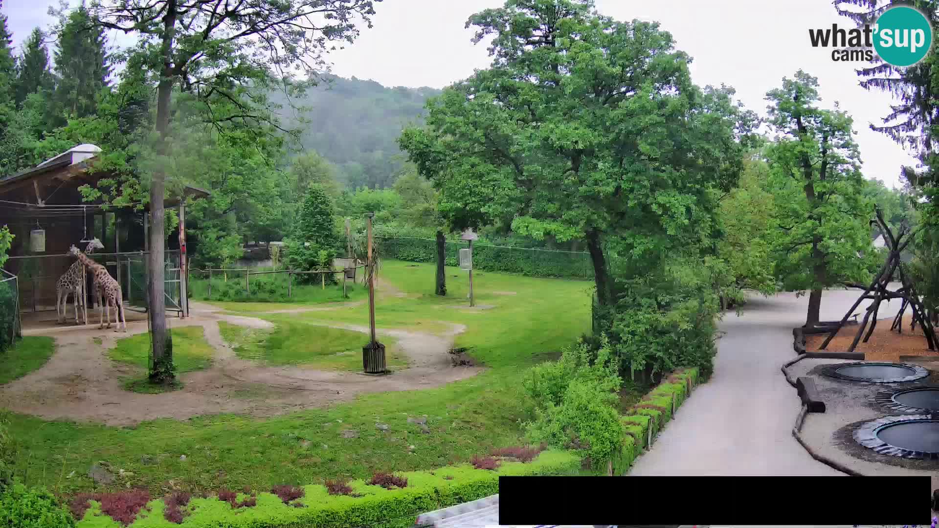 Webcam Zoo Ljubljana – Giraffes