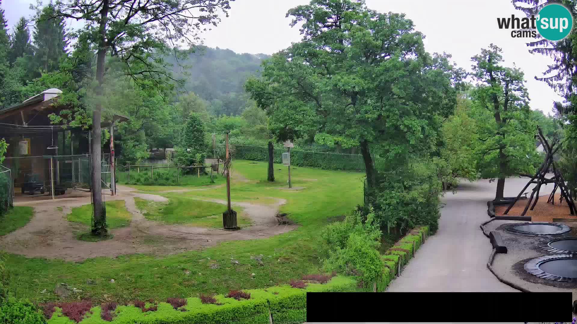 Webcam Zoo Ljubljana – Jirafas