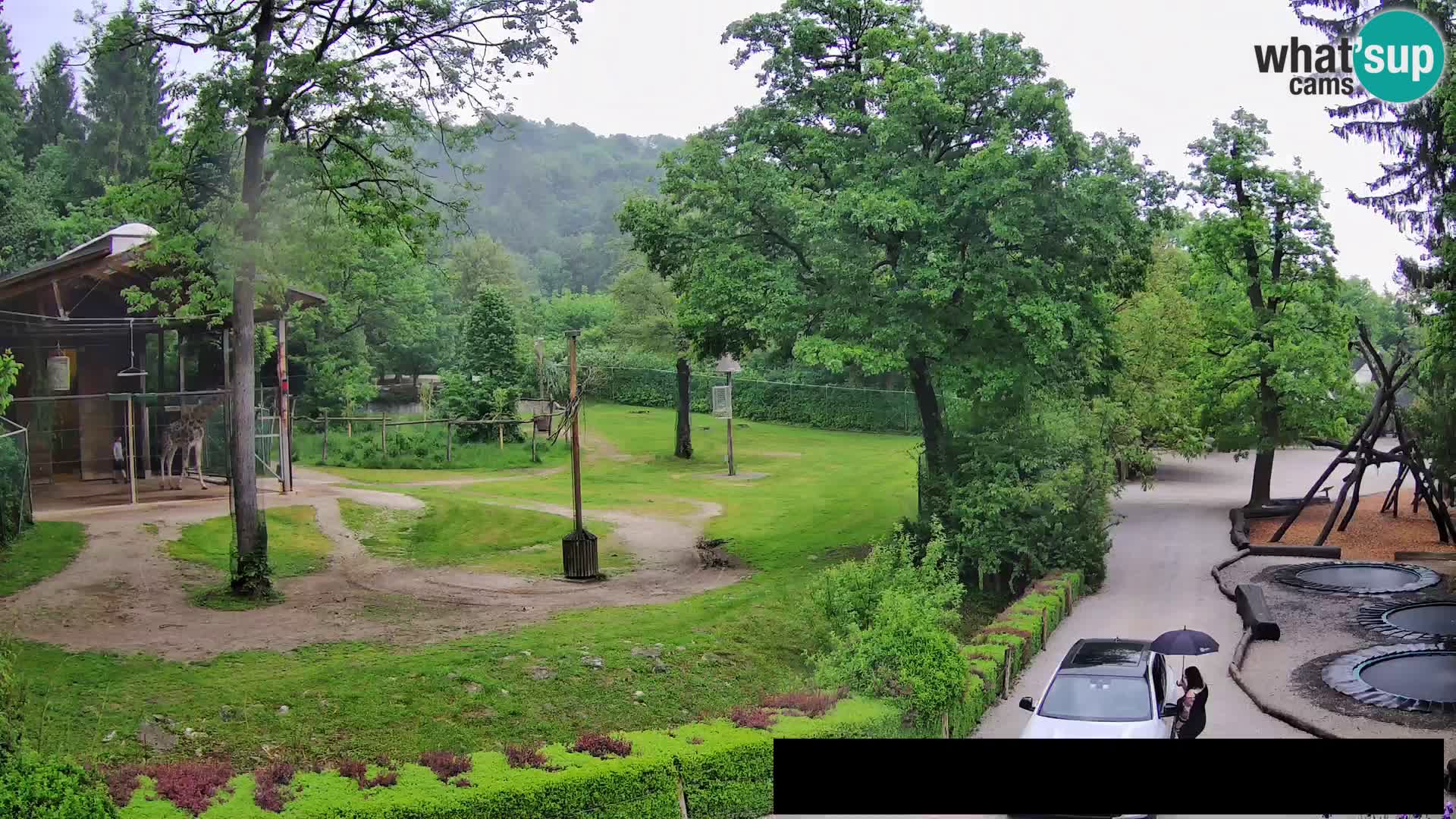 Webcam live Zoo Lubiana – Giraffe