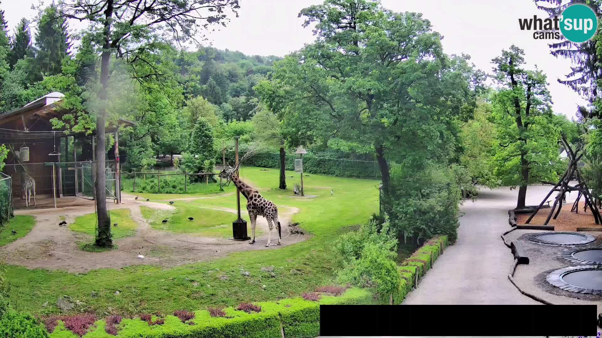 Webcam Zoo Ljubljana – Giraffes