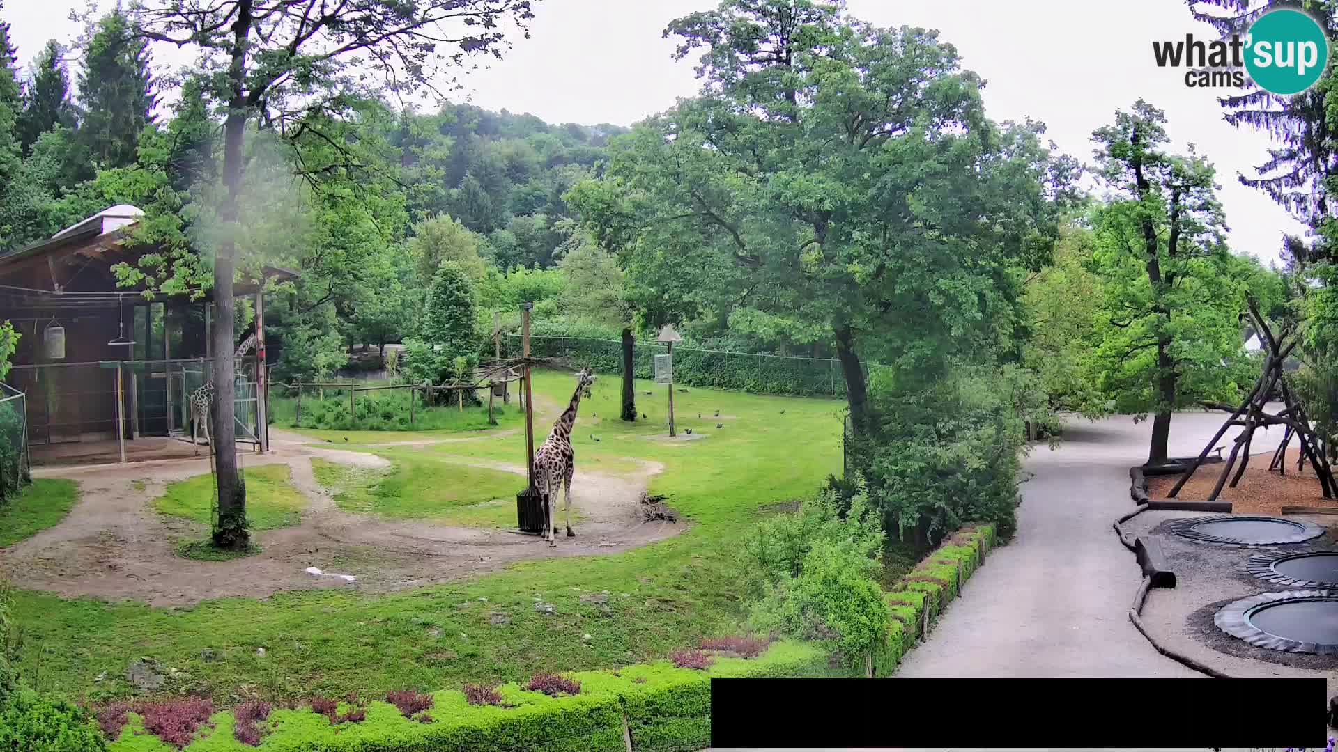 Webcam live Zoo Lubiana – Giraffe