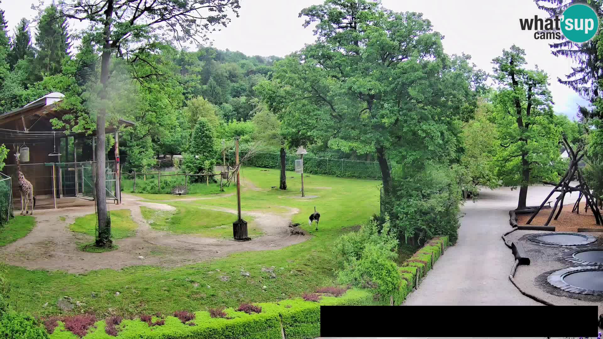 Webcam Zoo Ljubljana – Giraffes
