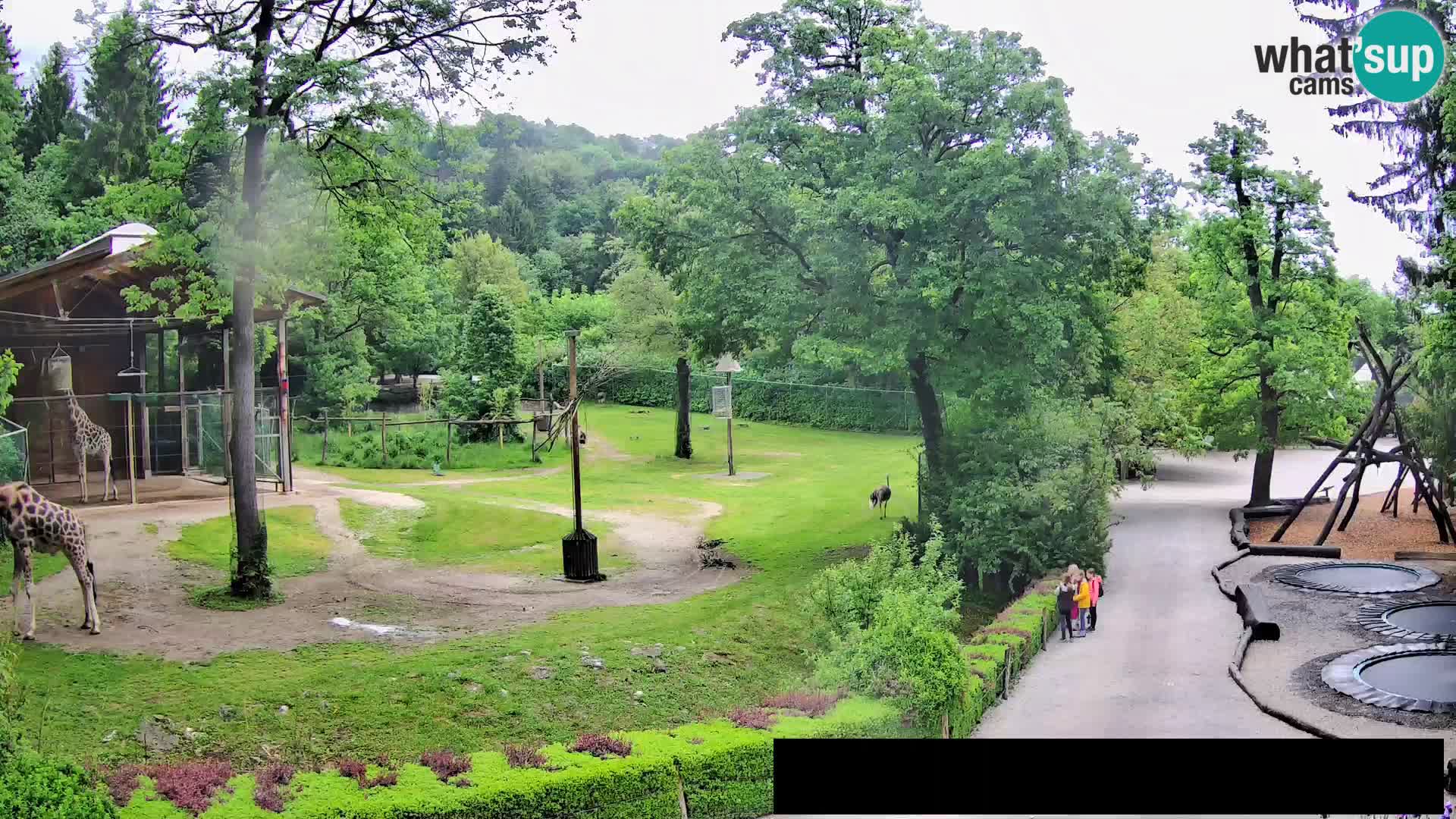 Webcam live Zoo Lubiana – Giraffe