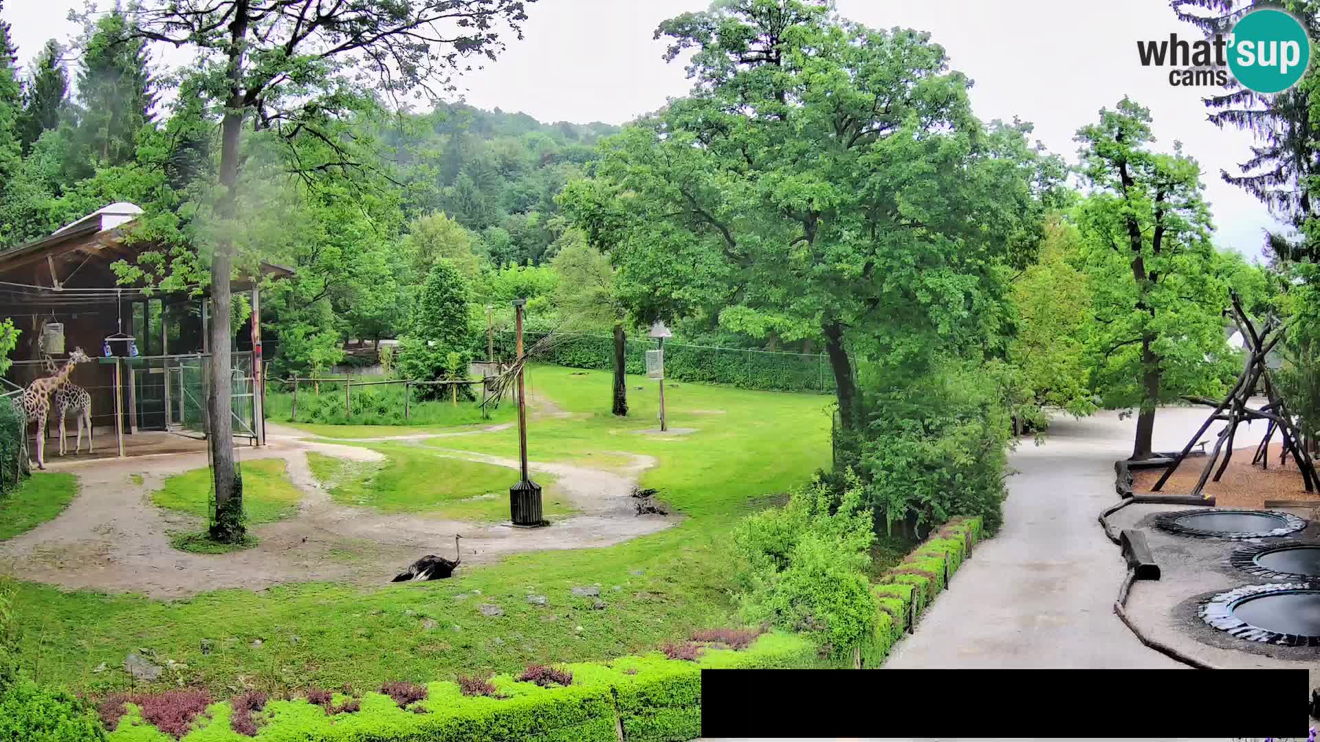 Webcam Zoo Ljubljana – Jirafas