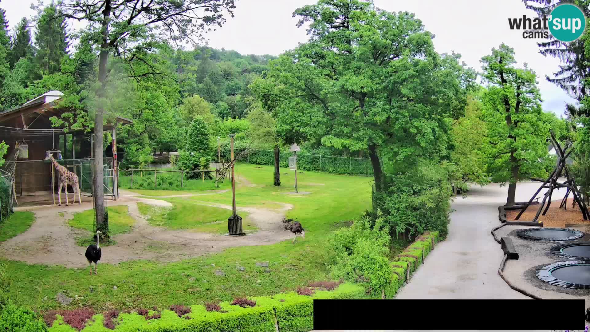 Webcam Zoo Ljubljana – Giraffes