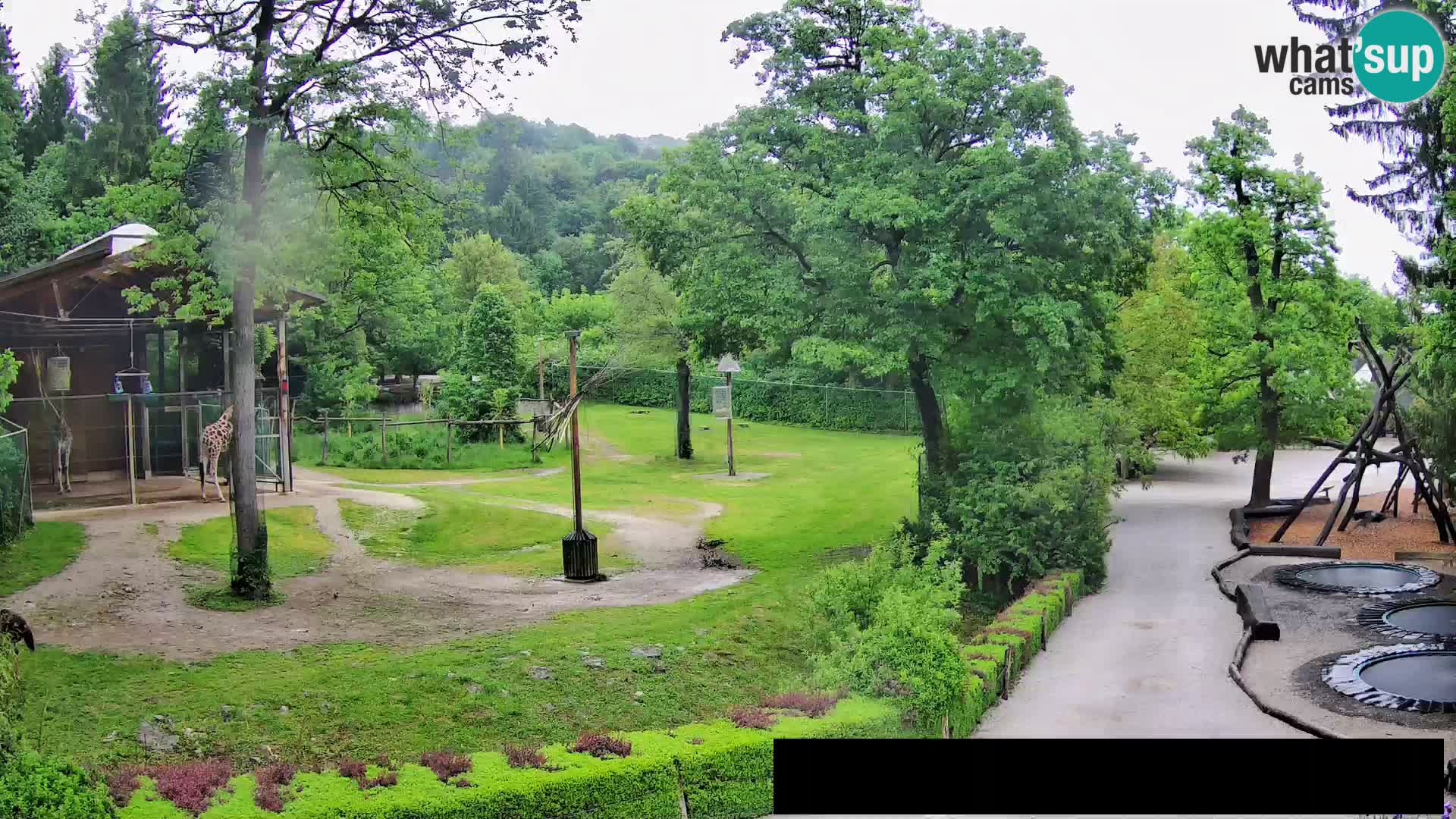 Webcam Zoo Ljubljana – Giraffes