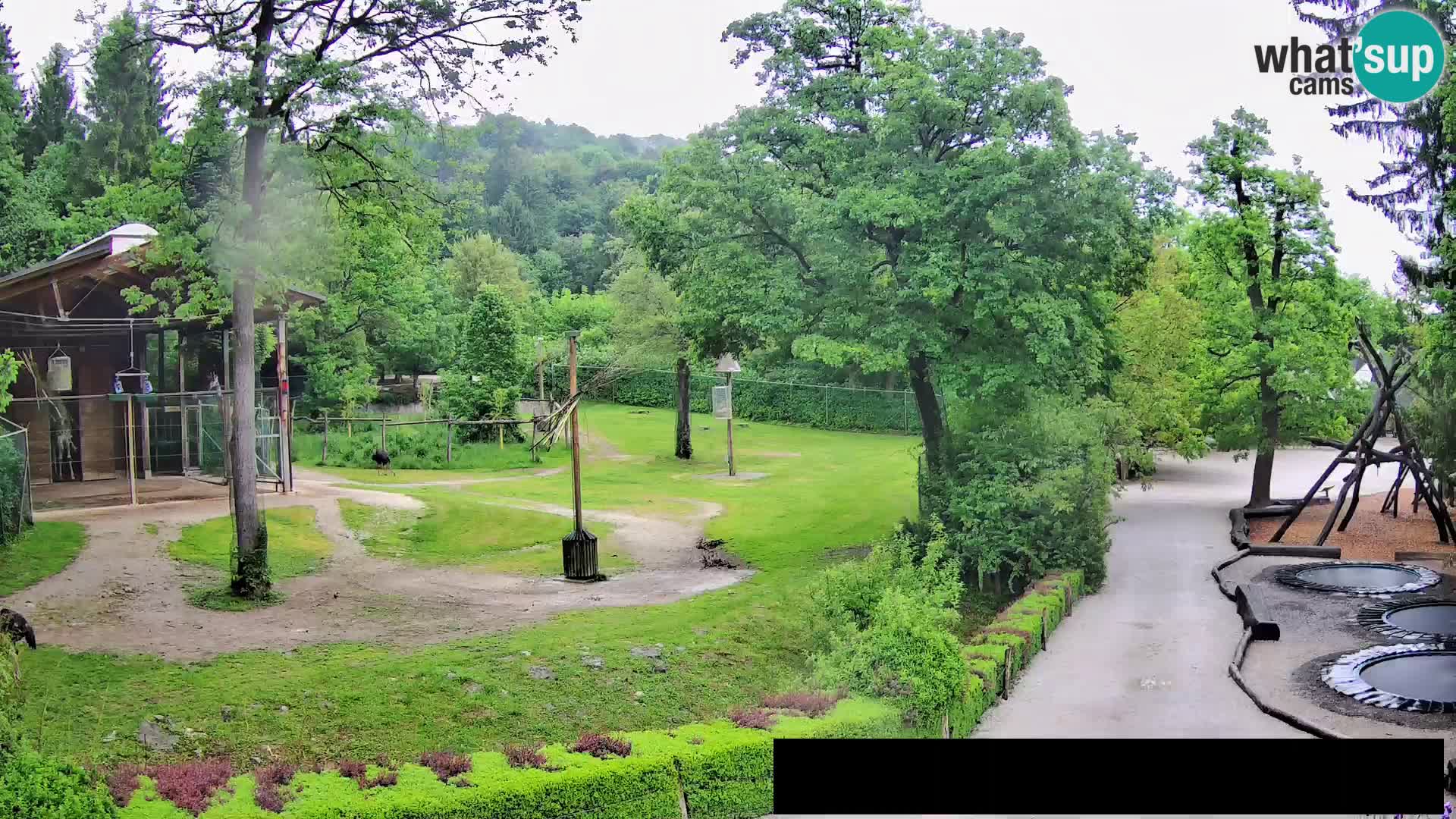 Webcam Zoo Ljubljana – Giraffes