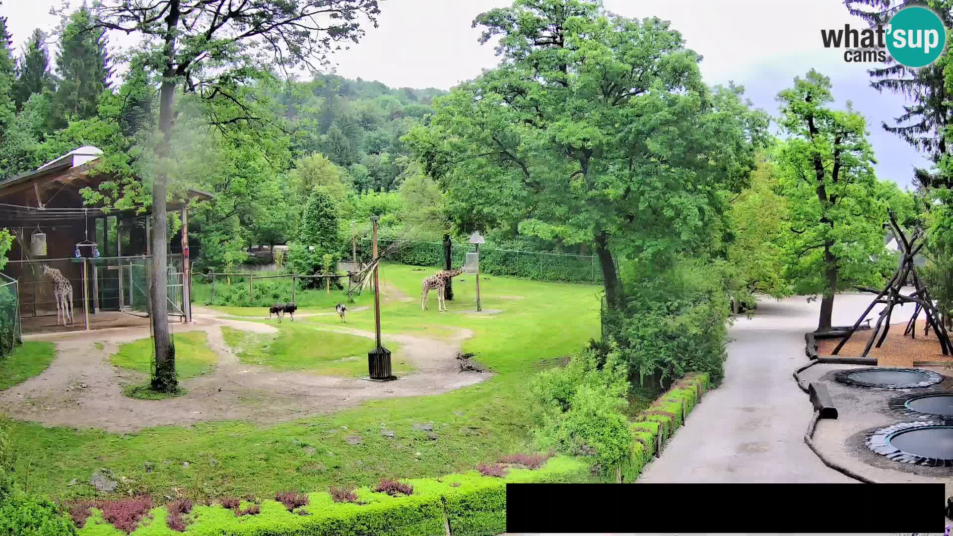 Webcam Zoo Ljubljana – Giraffen