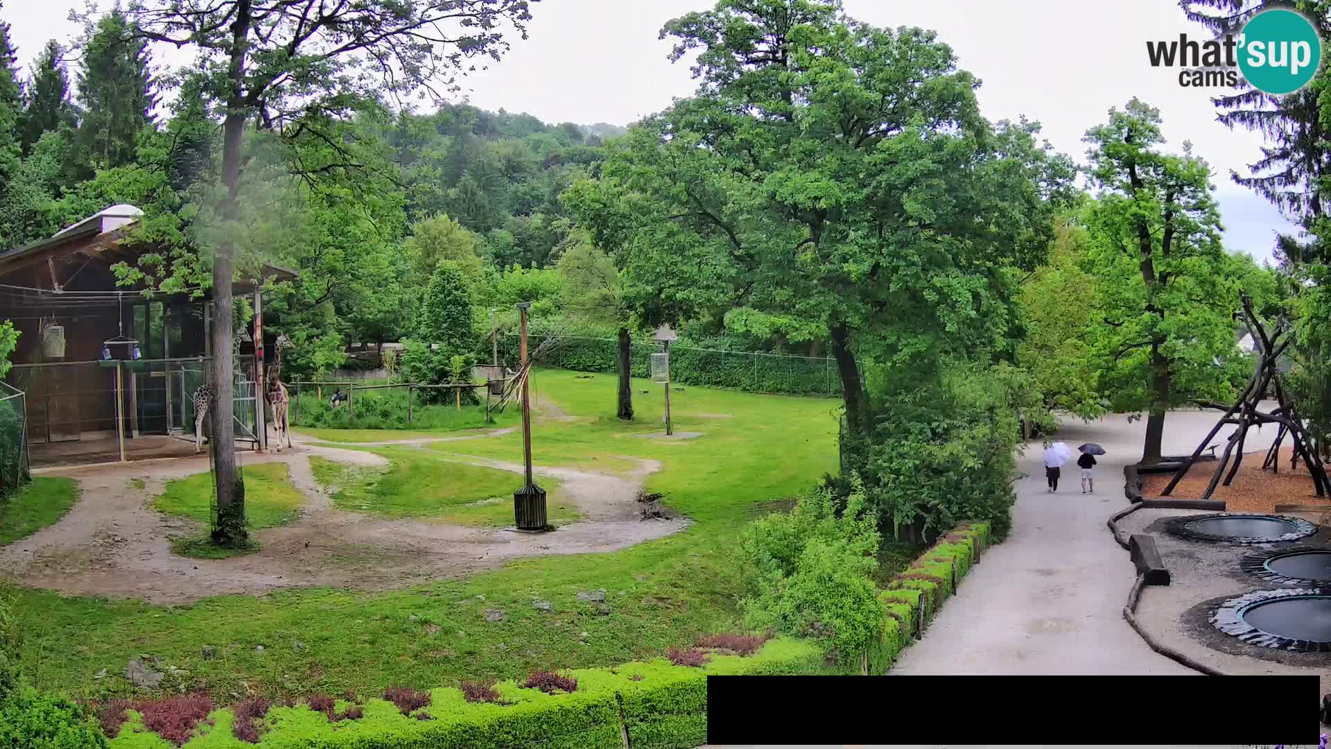 Webcam Zoo Ljubljana – Jirafas