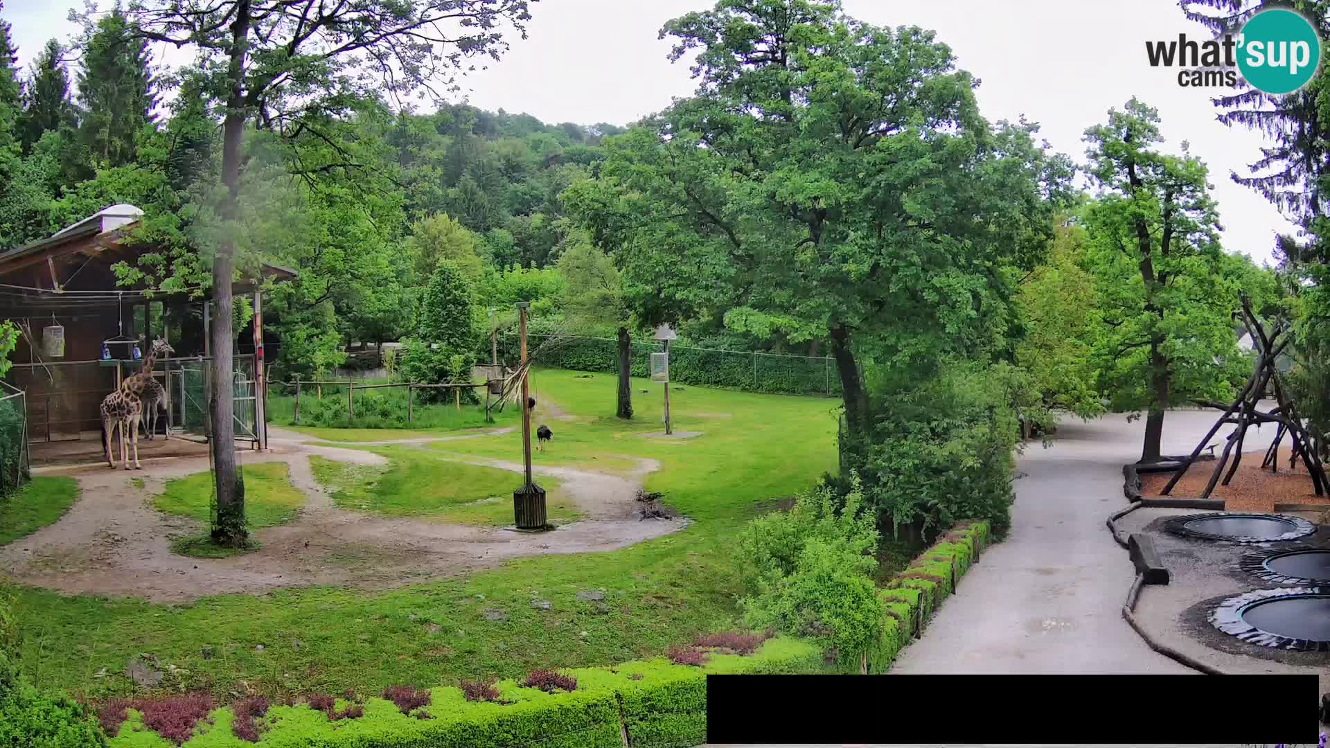 Webcam Zoo Ljubljana – Giraffen
