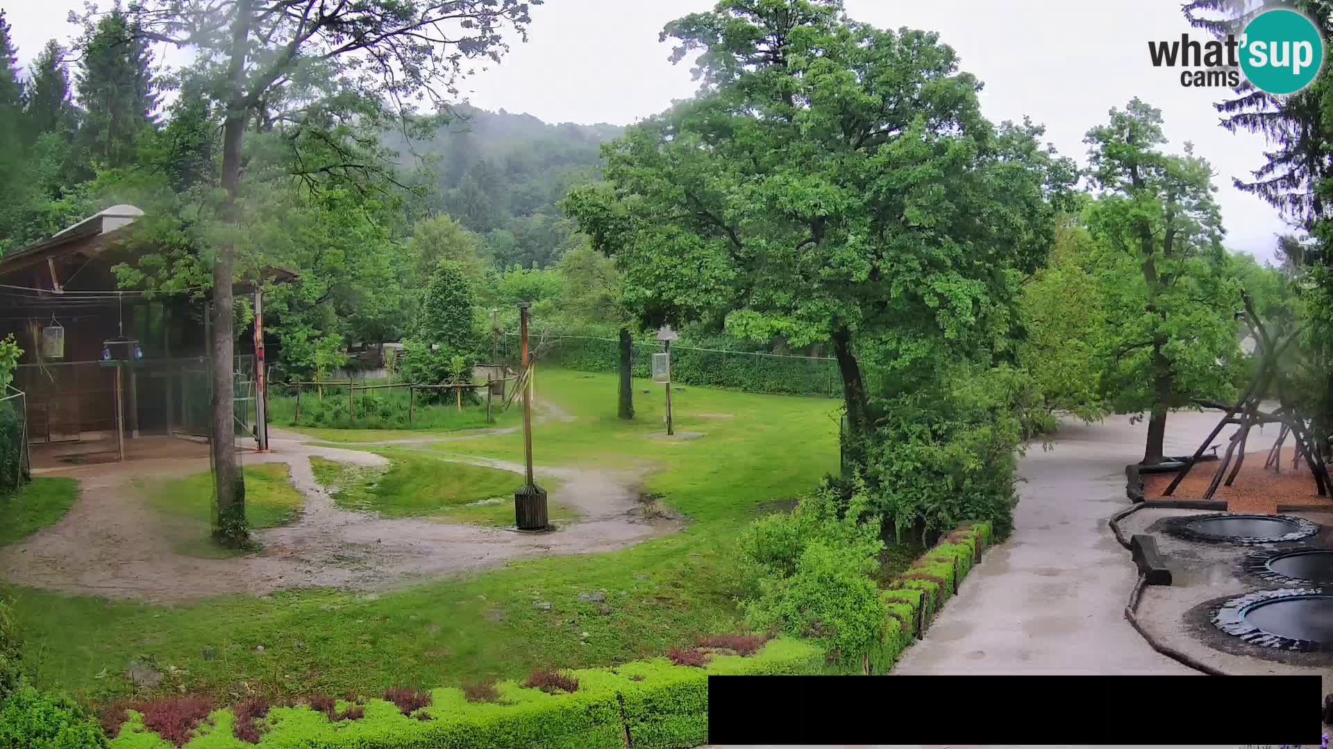 Webcam Zoo Ljubljana – Giraffen