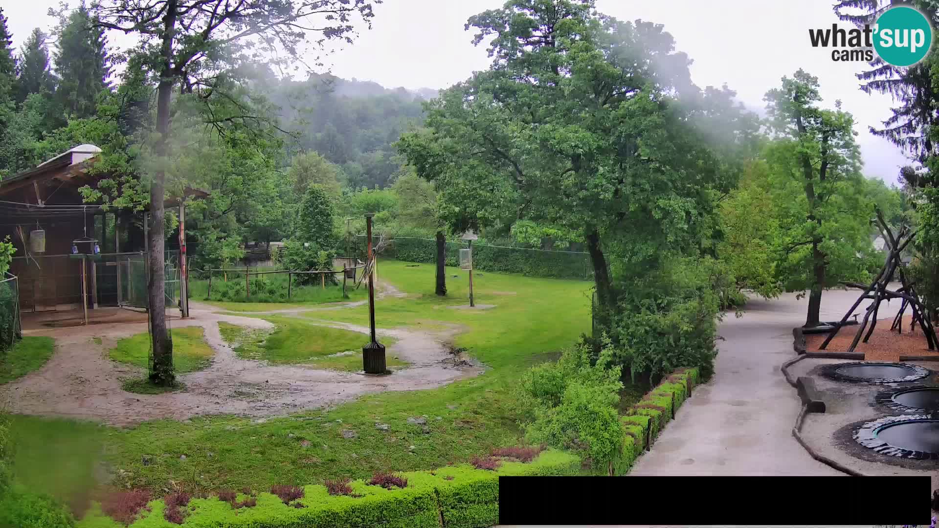 Webcam Zoo Ljubljana – Jirafas