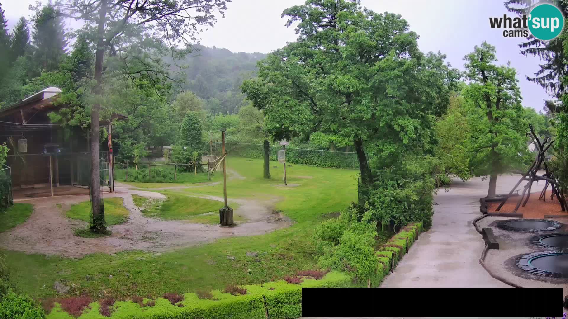 Webcam live Zoo Lubiana – Giraffe