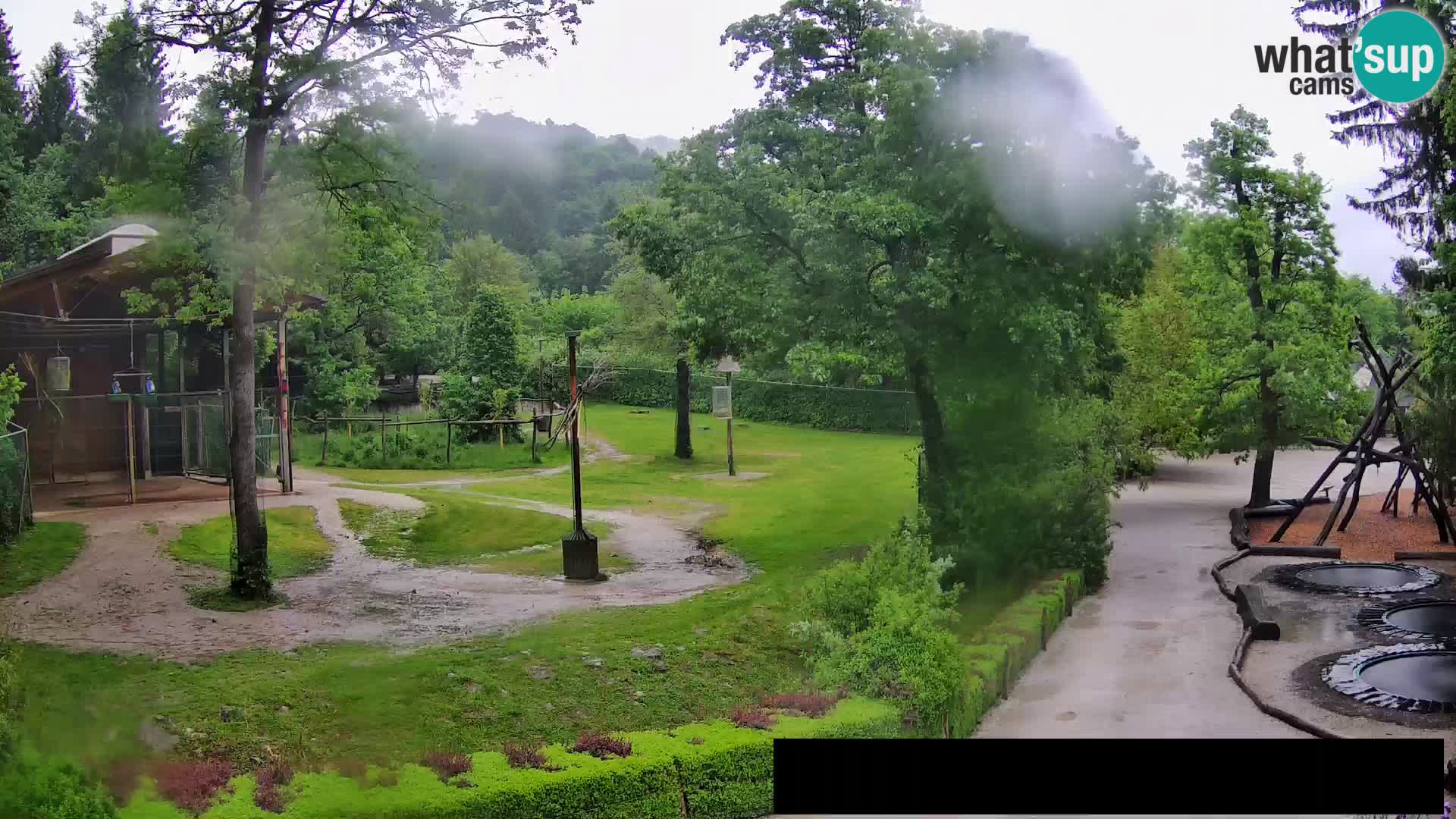 Webcam Zoo Ljubljana – Giraffes