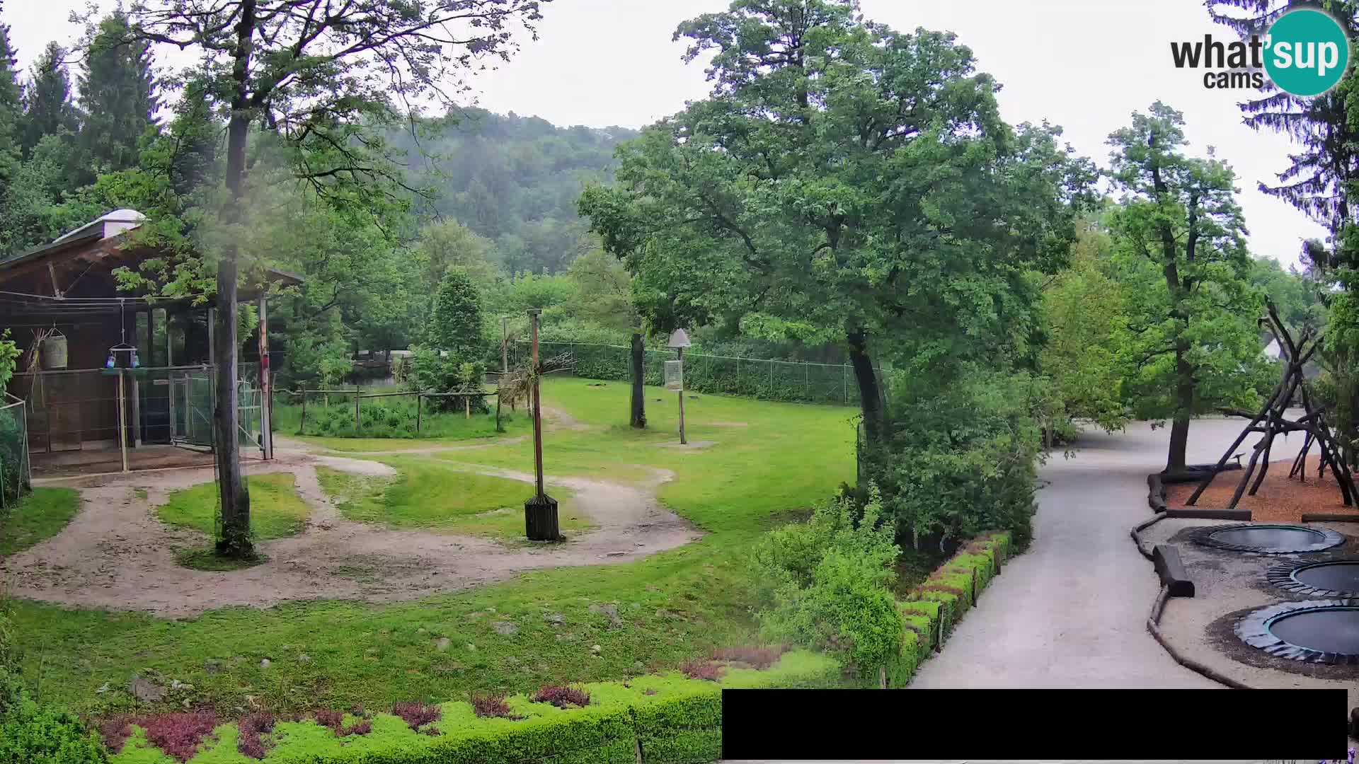 Webcam live Zoo Lubiana – Giraffe
