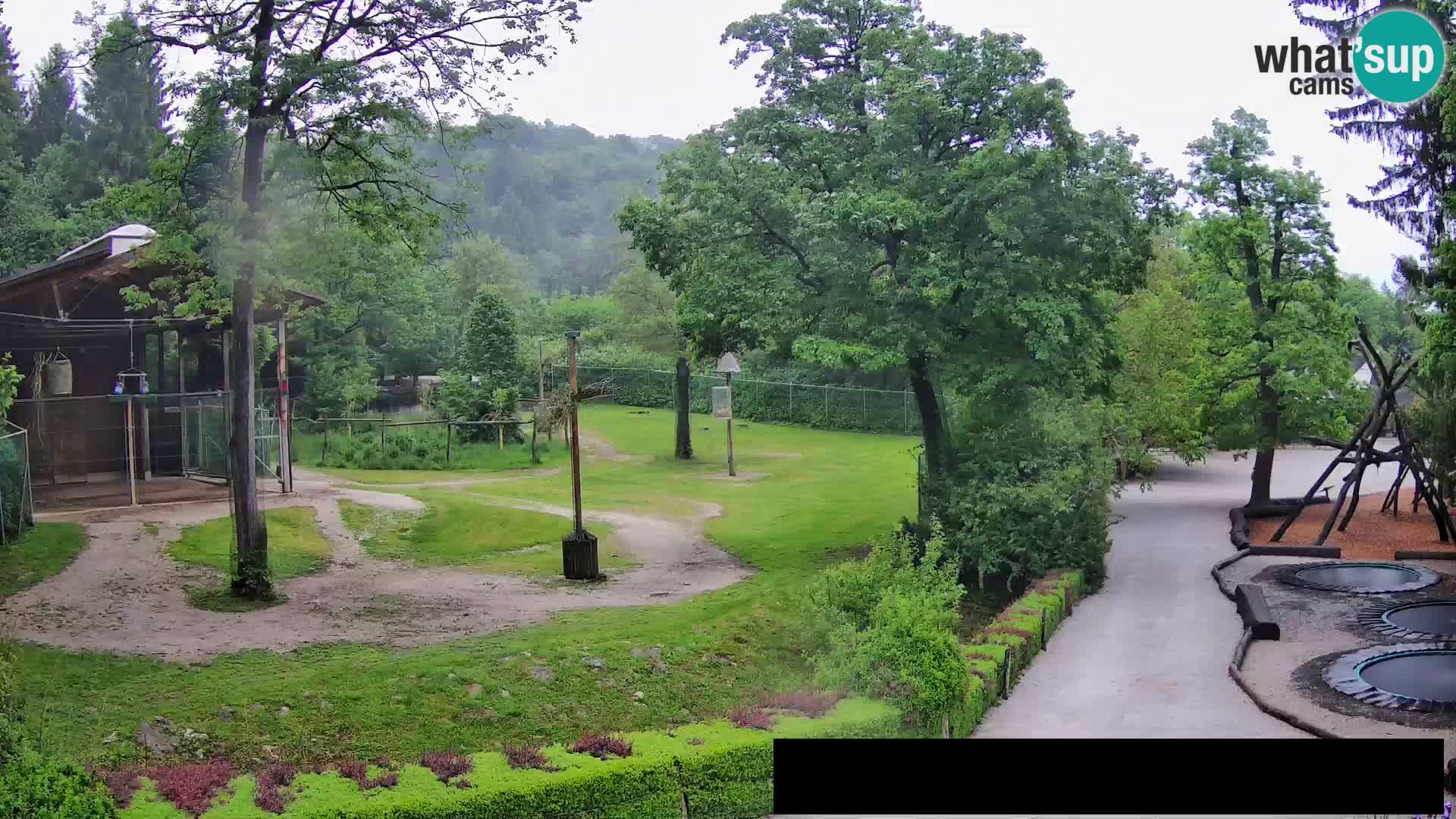 Webcam Zoo Ljubljana – Giraffen