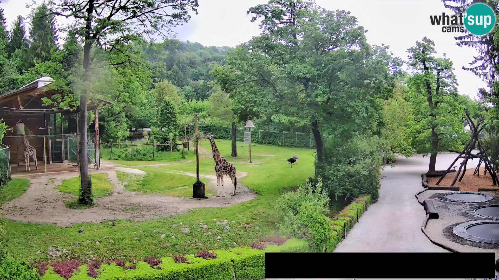 Webcam Zoo Ljubljana – Jirafas